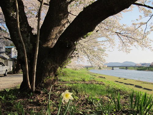 春爛漫・角館の桜・ソメイヨシノは満開、２０１２．５．１・・・３３_c0075701_21584123.jpg