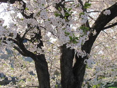 春爛漫・松川堤防の桜は満開、２０１２．５．１・・・１０_c0075701_737234.jpg