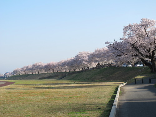 春爛漫・松川堤防の桜は満開、２０１２．５．１・・・２１_c0075701_951247.jpg