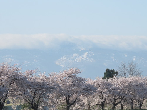 春爛漫・松川堤防の桜は満開、２０１２．５．１・・・２１_c0075701_95662.jpg