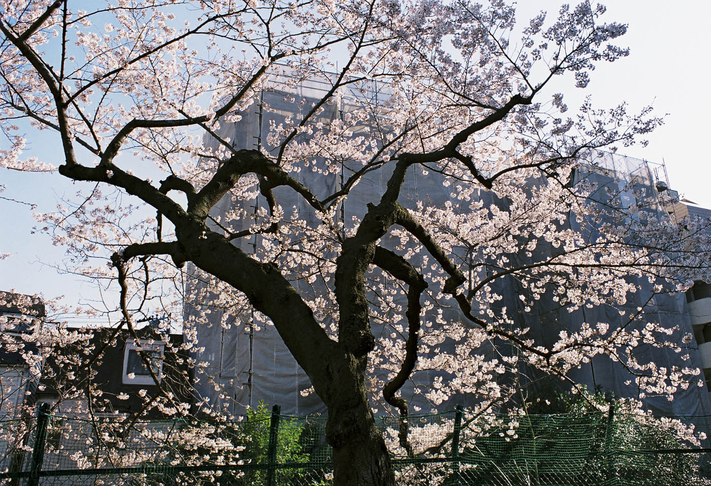 ２０１２、広尾の桜、その６。_c0120903_242816.jpg