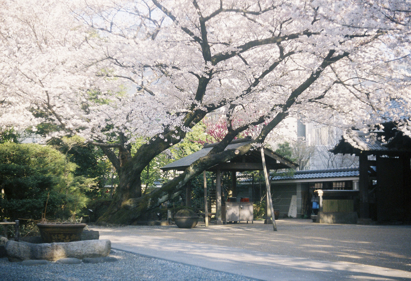 ２０１２、南麻布の桜、その６。_c0120903_3163966.jpg