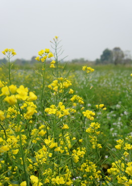 c0148705_2147020.jpg