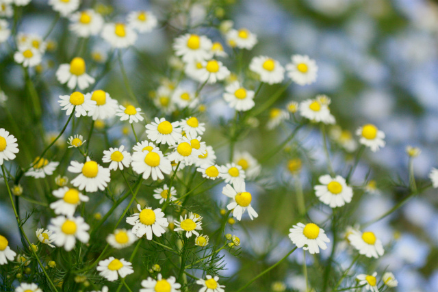 またまたお庭の花達_a0116107_171574.jpg