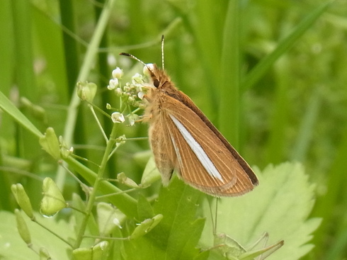 埼玉中部　　        ギンイチモンジセセリ他2012/05/01②_d0251807_7562872.jpg