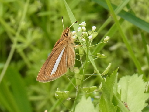 埼玉中部　　        ギンイチモンジセセリ他2012/05/01②_d0251807_7563912.jpg