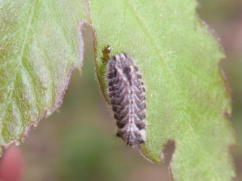 d0251807_80150.jpg