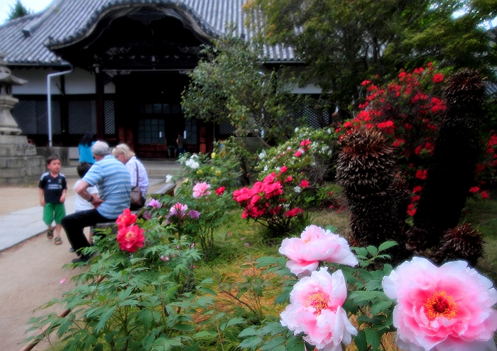 尾道　”天寧寺の牡丹”_a0140608_7163565.jpg