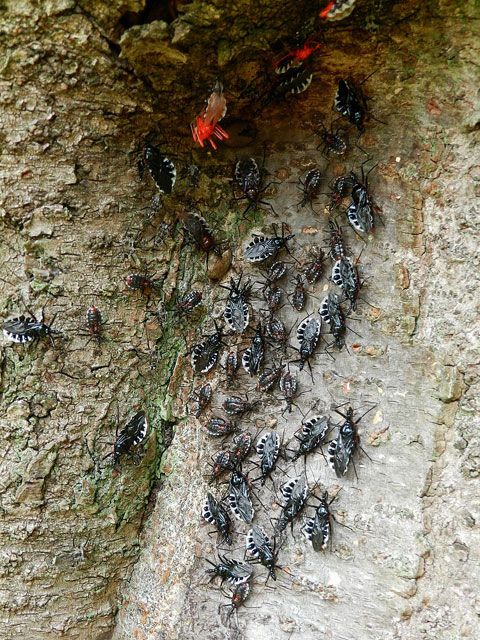 桜の木にサシガメの大集団がいました 昆虫ブログ むし探検広場