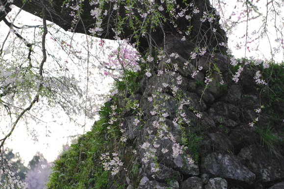 2012　桜　本郷の滝桜　又兵衛桜　夜_f0210808_27984.jpg