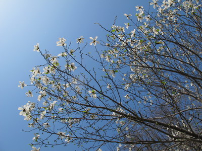 桜　開花_b0075609_22395077.jpg