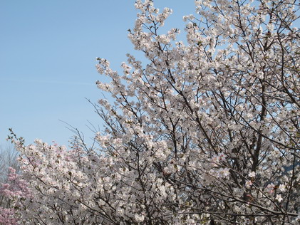 桜　開花_b0075609_22523188.jpg