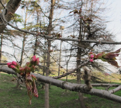 桜　開花_b0075609_2255872.jpg