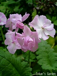 Primula sieboldii \'Hanaangya\'_b0099813_0243535.jpg