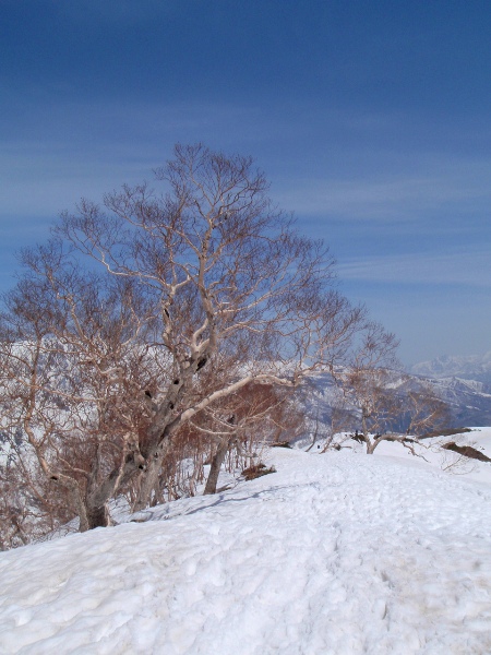 c0177814_1232661.jpg