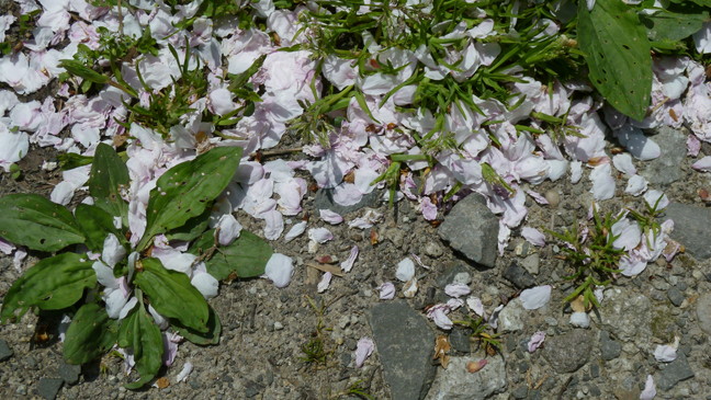 d0181314_159999.jpg
