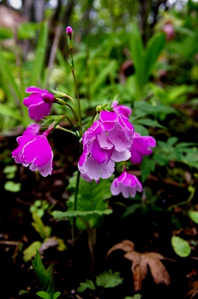 庭の花☆その２_b0146616_9401573.jpg