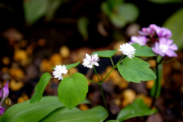 庭の花☆その２_b0146616_946956.jpg