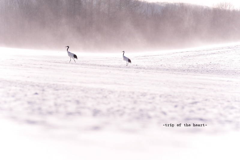 winter archives \'11 -japanese crane-_b0157018_830336.jpg