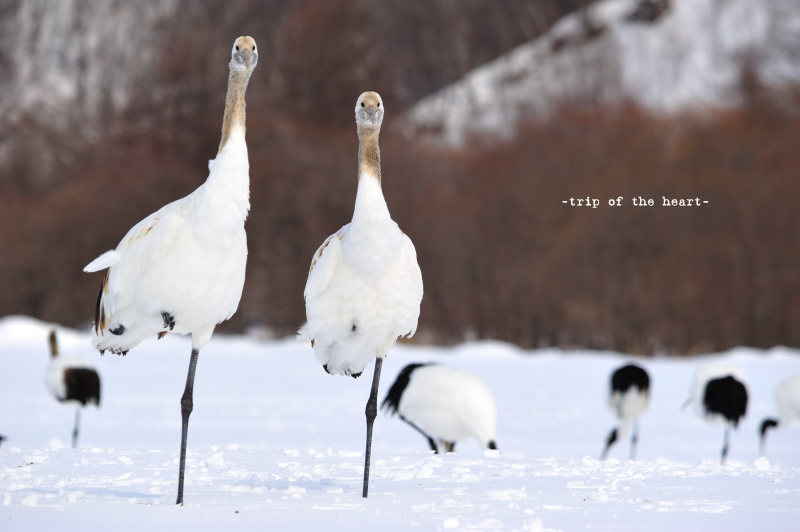 winter archives \'11 -japanese crane-_b0157018_8423879.jpg