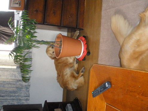 c0240318_2203389.jpg