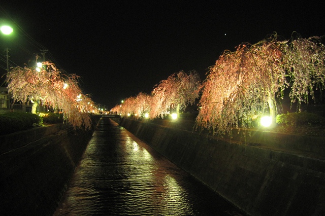 山形大会はお花見大会♪_b0119620_8434821.jpg