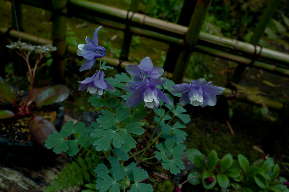 c0191021_9079.jpg