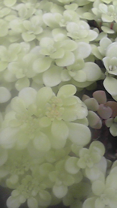 d0110022_23363412.jpg