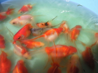 c0038424_10252119.jpg