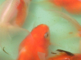 c0038424_10253132.jpg