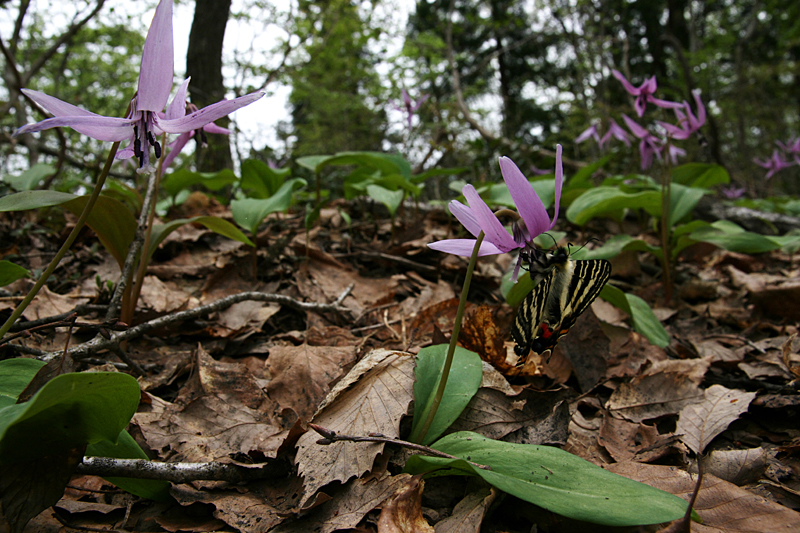 ２０１２年４月下旬　カタクリ咲くトレイルとギフチョウ（新潟県）_d0054625_085347.jpg