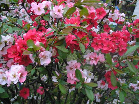 ボケ（木瓜）の花 : 花 糸