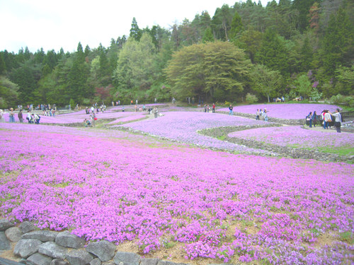 永沢寺　花じゅうたん_c0234728_1773977.jpg