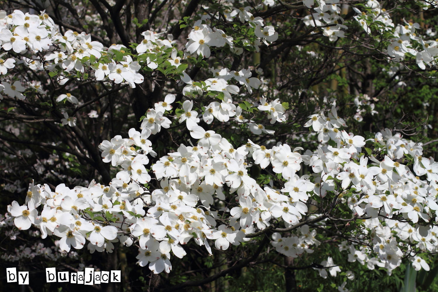 知立 『慈眼寺』 の牡丹・・・Part-2_e0220828_10523044.jpg