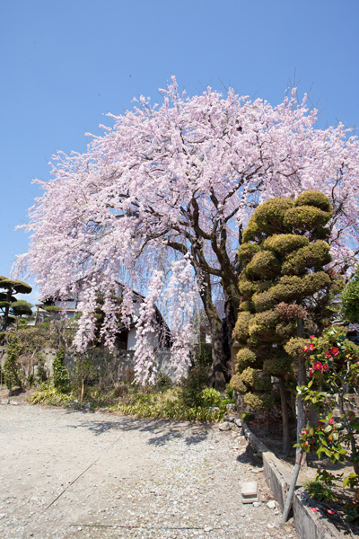 飯田の桜　専照寺の桜・黄梅院の桜_a0166729_22304193.jpg