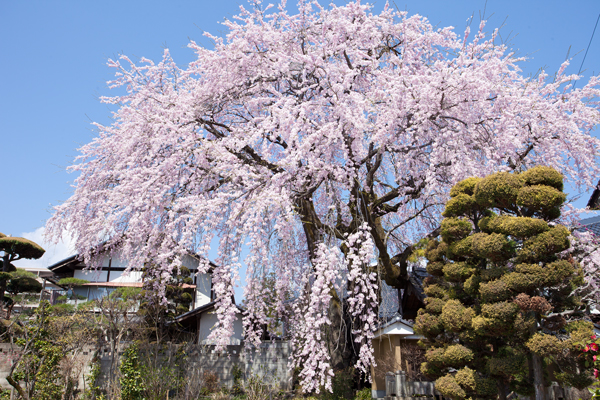 飯田の桜　専照寺の桜・黄梅院の桜_a0166729_22305878.jpg