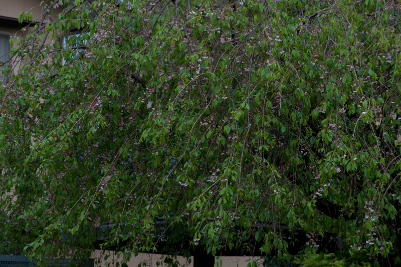 b0177233_16141322.jpg