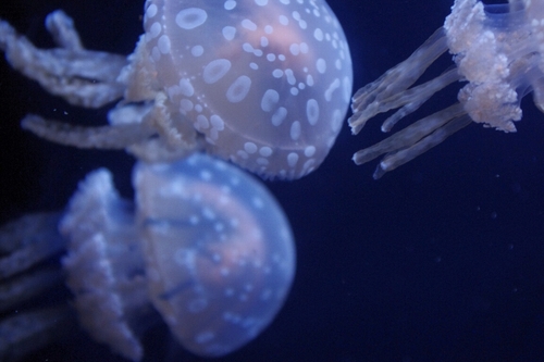 c0113733_2346666.jpg
