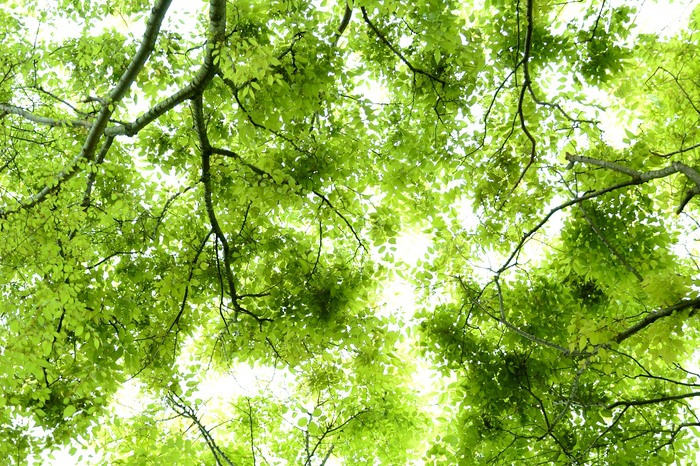 目に青葉 野山を歩けば君がいる