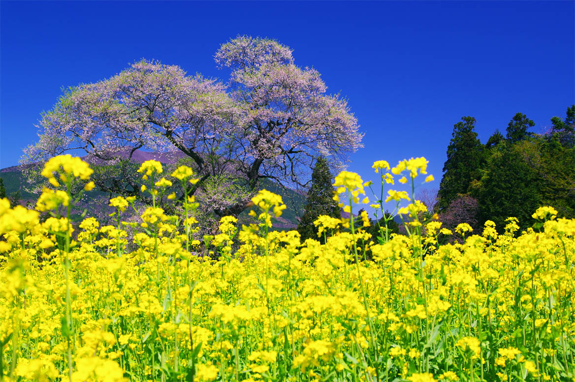 庄原市小奴可／要害桜_f0227938_21465812.jpg