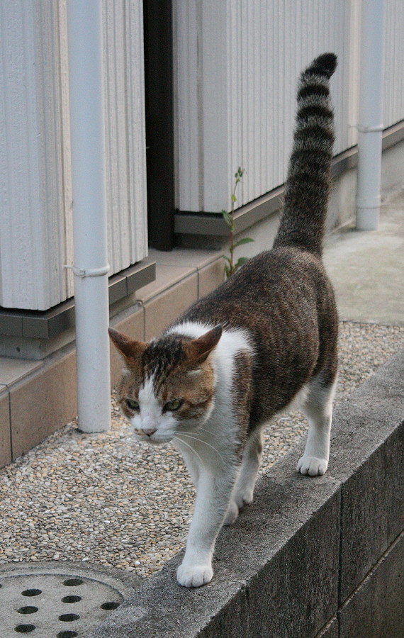 西部地域,異常有り_b0060239_23153242.jpg