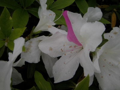 a0054240_214726.jpg