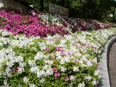 a0054240_21532821.jpg
