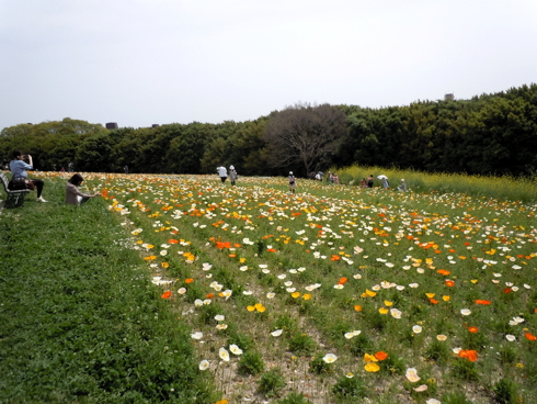 （吹田名所）万博公園 チューリップフェスタ／ポピーフェア_f0111040_8151171.jpg