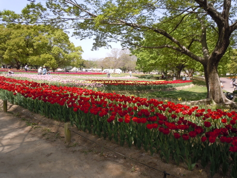 （吹田名所）万博公園 チューリップフェスタ／ポピーフェア_f0111040_8152100.jpg