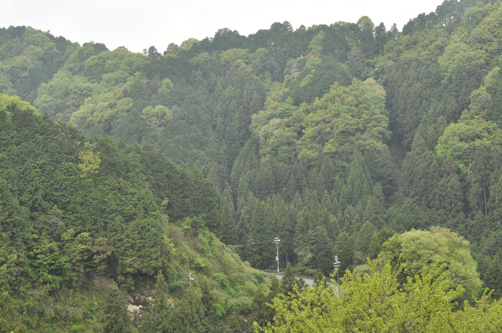 e0060542_672769.jpg