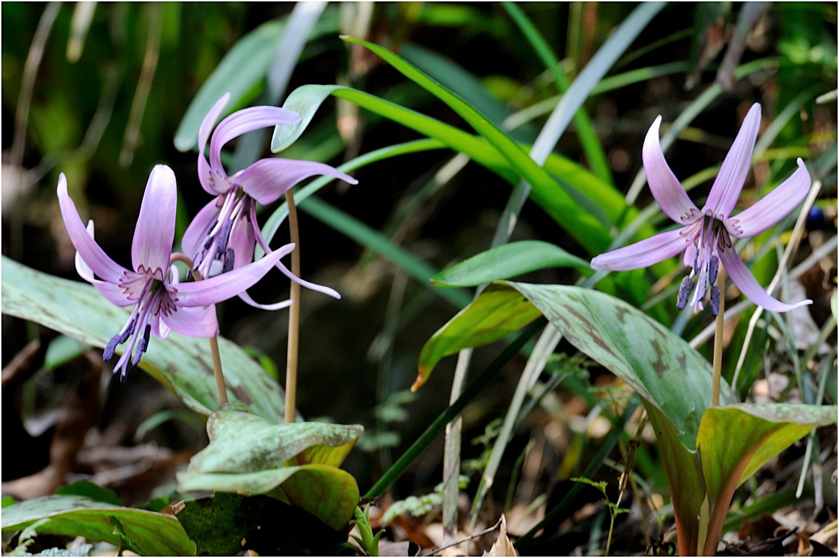 Spring ephemeral 片栗の花♪～season finale #5_f0224648_10195713.jpg