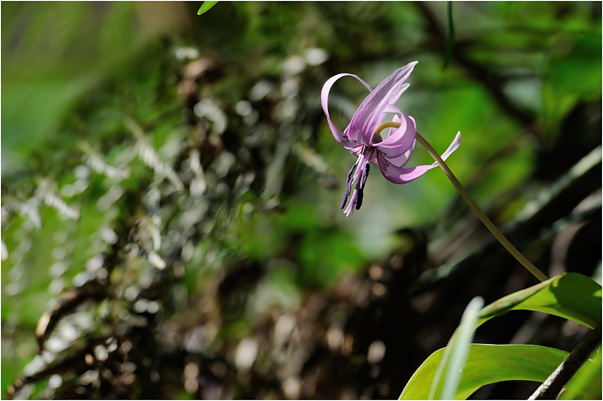 Spring ephemeral 片栗の花♪～season finale #5_f0224648_10211629.jpg