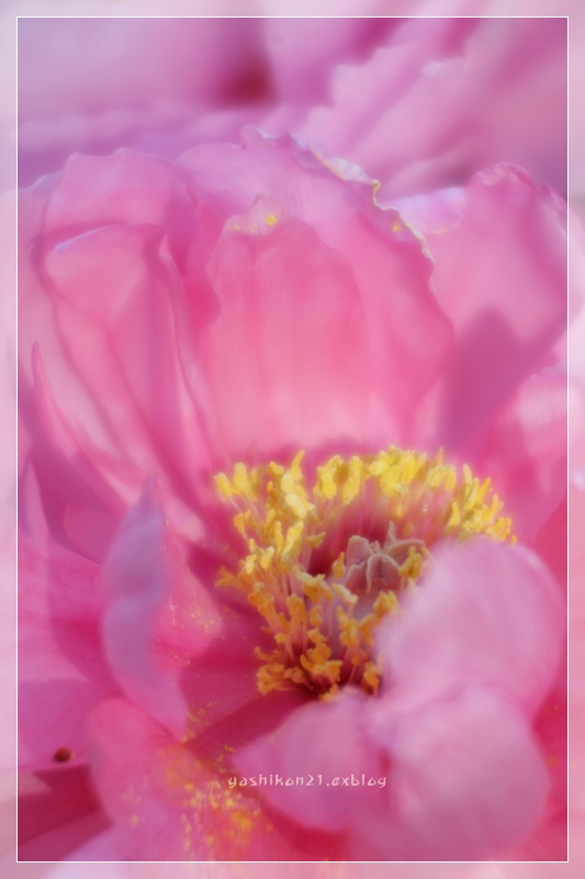 a peony 2012 - Ⅱ_a0136249_0111868.jpg