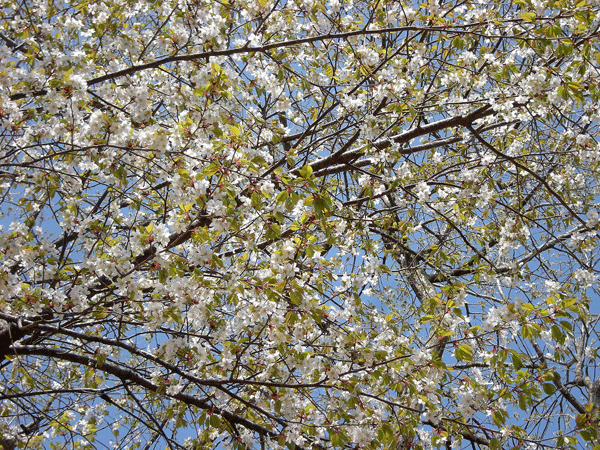 a0001354_222275.gif